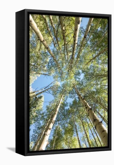 Looking Up-Danny Head-Framed Premier Image Canvas