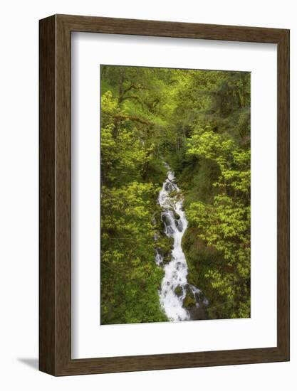 Lookout Creek North Cascades. Mount Baker Snoqualmie National Forest, Washington State.-Alan Majchrowicz-Framed Photographic Print