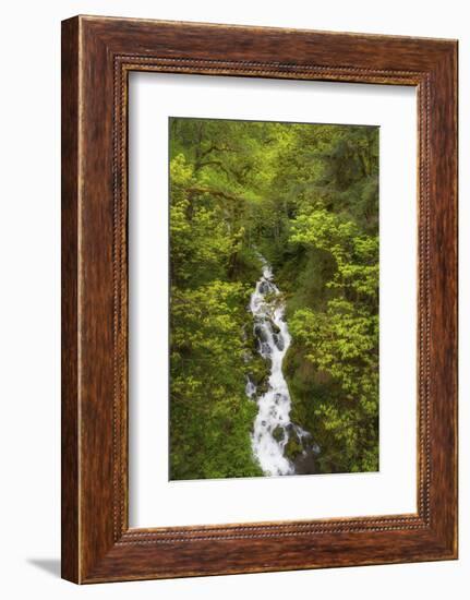 Lookout Creek North Cascades. Mount Baker Snoqualmie National Forest, Washington State.-Alan Majchrowicz-Framed Photographic Print