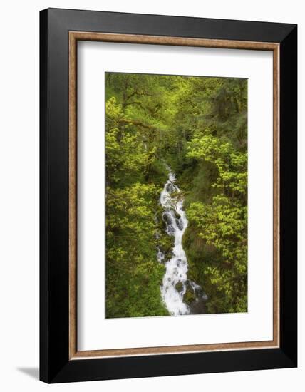 Lookout Creek North Cascades. Mount Baker Snoqualmie National Forest, Washington State.-Alan Majchrowicz-Framed Photographic Print