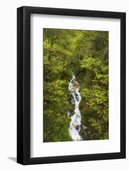 Lookout Creek North Cascades. Mount Baker Snoqualmie National Forest, Washington State.-Alan Majchrowicz-Framed Photographic Print