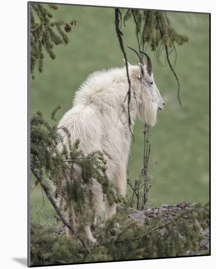 Lookout Ledge-Wink Gaines-Mounted Giclee Print