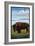 Lookout Mountain, Colorado - Bison Solo-Lantern Press-Framed Premium Giclee Print