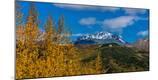 Photographic Print