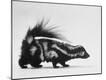 Photographic Print