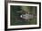 Loon and Chick-Lantern Press-Framed Art Print