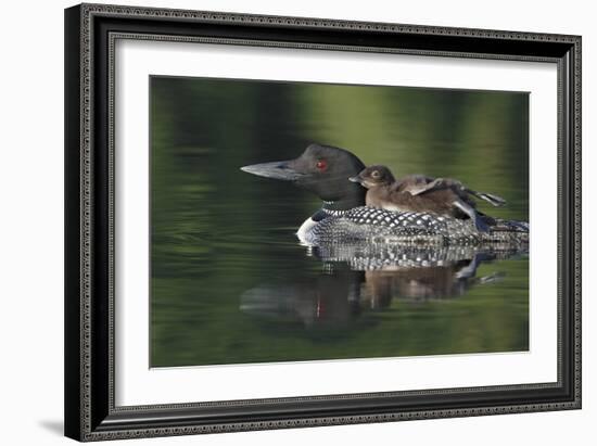 Loon and Chick-Lantern Press-Framed Art Print