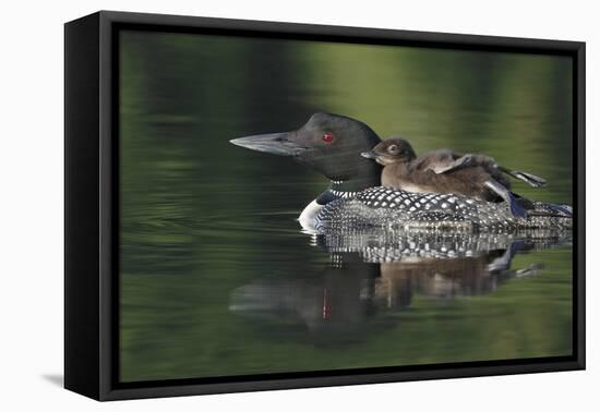 Loon and Chick-Lantern Press-Framed Stretched Canvas