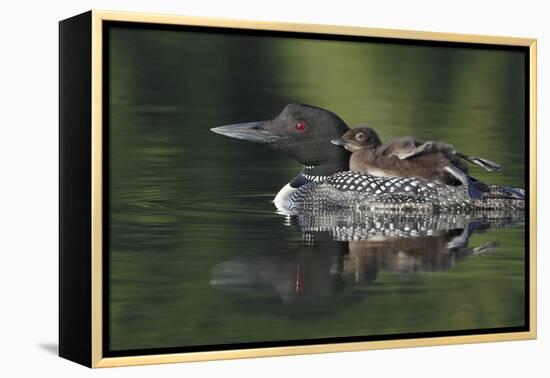 Loon and Chick-Lantern Press-Framed Stretched Canvas