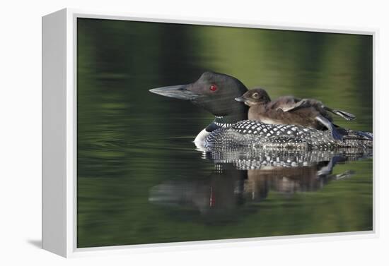 Loon and Chick-Lantern Press-Framed Stretched Canvas