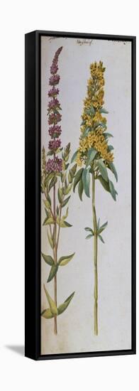 Loosestrife, Lythrum Salicaria and Lysi Machia Punctata. from 'Camerarius Florilegium'-Joachim Camerarius-Framed Premier Image Canvas