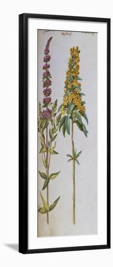 Loosestrife, Lythrum Salicaria and Lysi Machia Punctata. from 'Camerarius Florilegium'-Joachim Camerarius-Framed Giclee Print