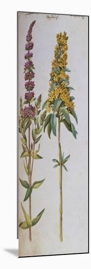 Loosestrife, Lythrum Salicaria and Lysi Machia Punctata. from 'Camerarius Florilegium'-Joachim Camerarius-Mounted Giclee Print