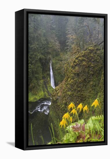 Loowit Falls in Forest Scenery, Columbia Gorge, Oregon, USA-Gary Luhm-Framed Premier Image Canvas