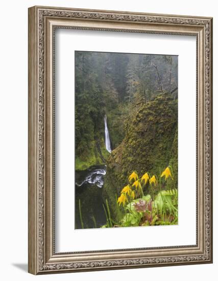 Loowit Falls in Forest Scenery, Columbia Gorge, Oregon, USA-Gary Luhm-Framed Photographic Print