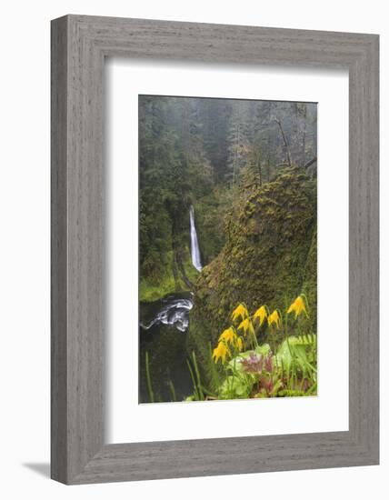 Loowit Falls in Forest Scenery, Columbia Gorge, Oregon, USA-Gary Luhm-Framed Photographic Print