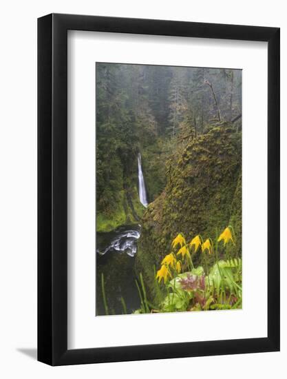 Loowit Falls in Forest Scenery, Columbia Gorge, Oregon, USA-Gary Luhm-Framed Photographic Print