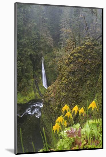 Loowit Falls in Forest Scenery, Columbia Gorge, Oregon, USA-Gary Luhm-Mounted Photographic Print