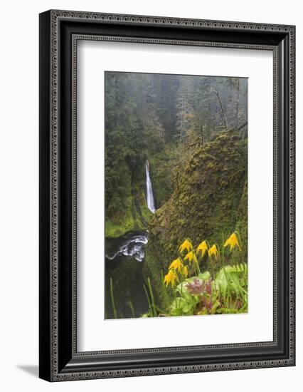 Loowit Falls in Forest Scenery, Columbia Gorge, Oregon, USA-Gary Luhm-Framed Photographic Print