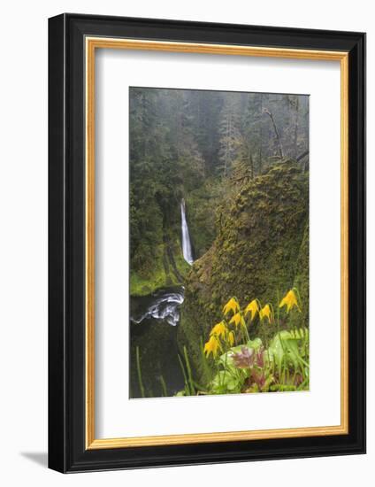 Loowit Falls in Forest Scenery, Columbia Gorge, Oregon, USA-Gary Luhm-Framed Photographic Print