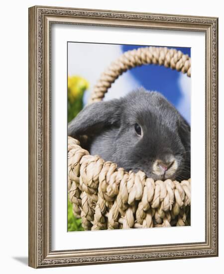 Lop-eared Easter bunny-Ada Summer-Framed Photographic Print