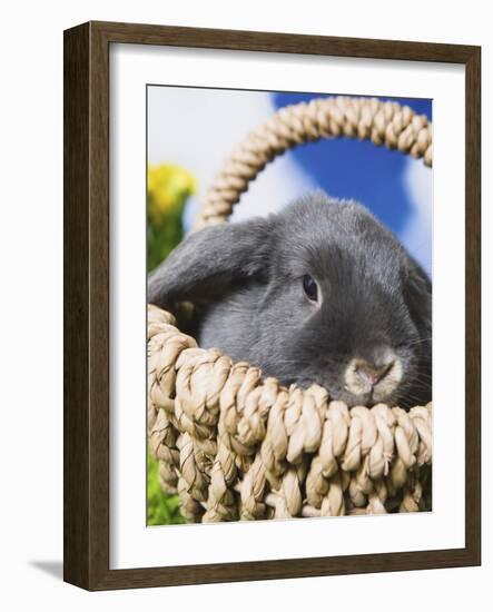 Lop-eared Easter bunny-Ada Summer-Framed Photographic Print