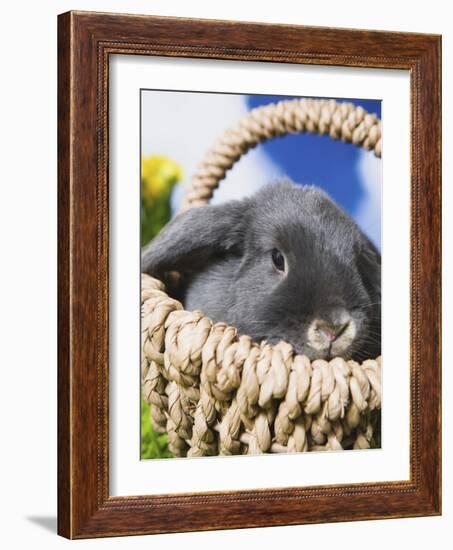 Lop-eared Easter bunny-Ada Summer-Framed Photographic Print