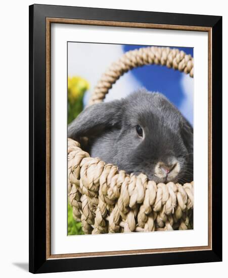 Lop-eared Easter bunny-Ada Summer-Framed Photographic Print