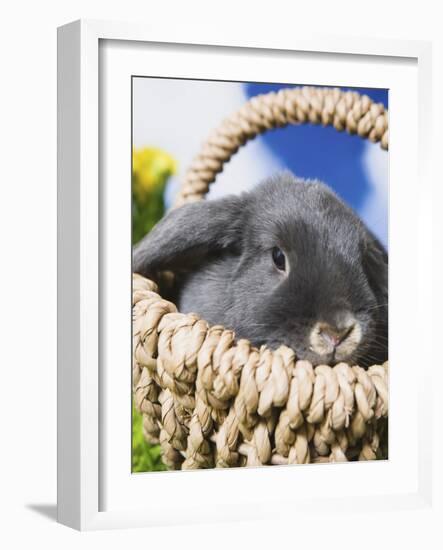 Lop-eared Easter bunny-Ada Summer-Framed Photographic Print