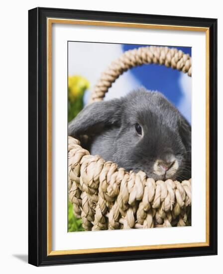 Lop-eared Easter bunny-Ada Summer-Framed Photographic Print