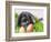 Lop-eared Easter bunny-Ada Summer-Framed Photographic Print