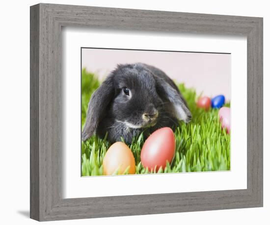 Lop-eared Easter bunny-Ada Summer-Framed Photographic Print