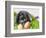 Lop-eared Easter bunny-Ada Summer-Framed Photographic Print