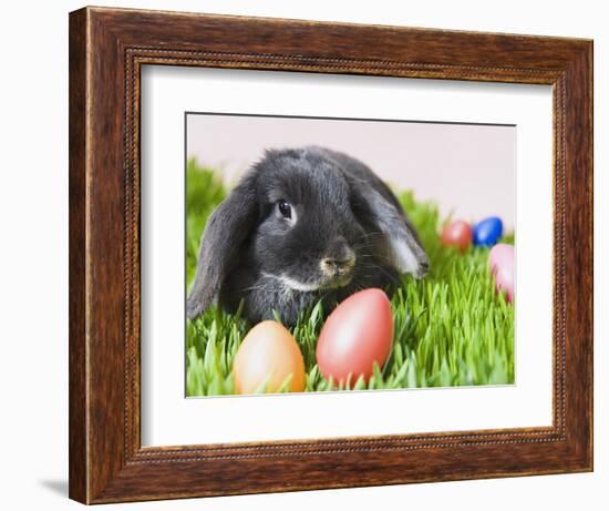 Lop-eared Easter bunny-Ada Summer-Framed Photographic Print