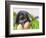 Lop-eared Easter bunny-Ada Summer-Framed Photographic Print
