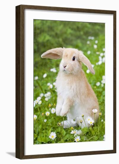 Lop Eared Rabbit Juvenile on Garden Lawn-null-Framed Photographic Print