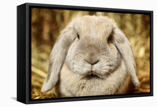 Lop-Earred Rabbit-AberratioN-Framed Premier Image Canvas