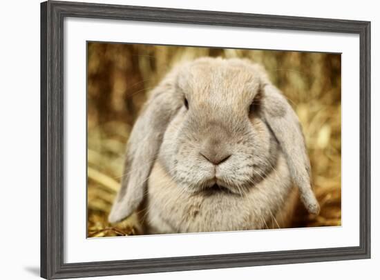 Lop-Earred Rabbit-AberratioN-Framed Photographic Print