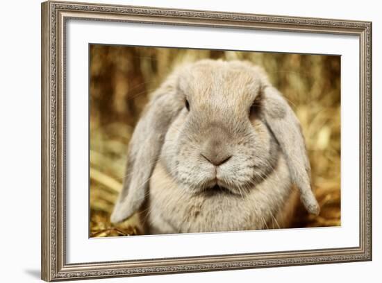 Lop-Earred Rabbit-AberratioN-Framed Photographic Print