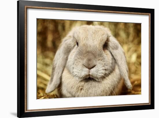 Lop-Earred Rabbit-AberratioN-Framed Photographic Print