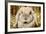 Lop-Earred Rabbit-AberratioN-Framed Photographic Print