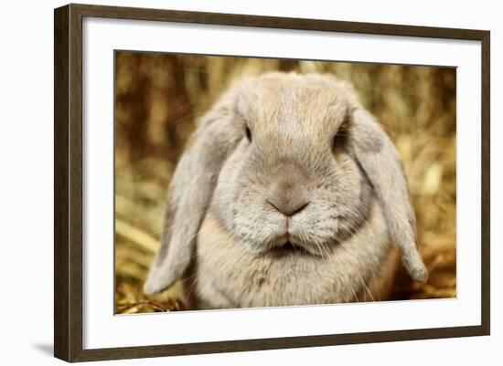 Lop-Earred Rabbit-AberratioN-Framed Photographic Print