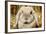 Lop-Earred Rabbit-AberratioN-Framed Photographic Print