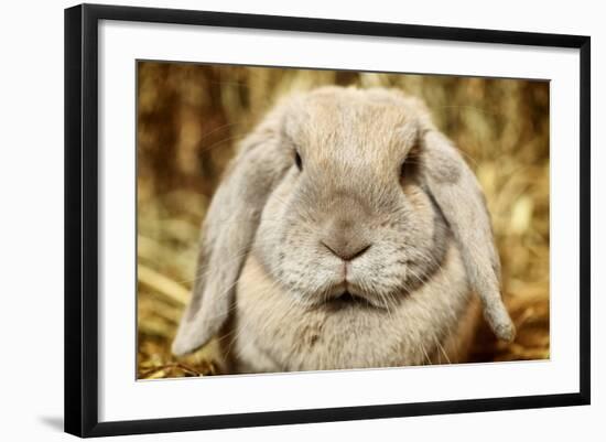 Lop-Earred Rabbit-AberratioN-Framed Photographic Print