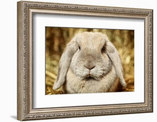 Lop-Earred Rabbit-AberratioN-Framed Photographic Print