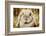 Lop-Earred Rabbit-AberratioN-Framed Photographic Print