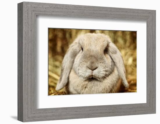 Lop-Earred Rabbit-AberratioN-Framed Photographic Print