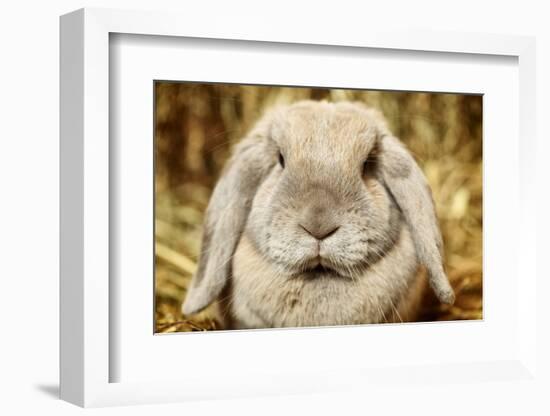 Lop-Earred Rabbit-AberratioN-Framed Photographic Print