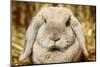 Lop-Earred Rabbit-AberratioN-Mounted Photographic Print