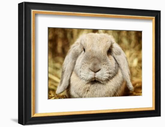 Lop-Earred Rabbit-AberratioN-Framed Photographic Print